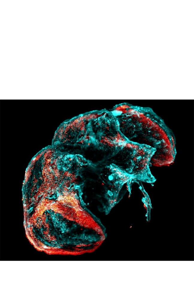 Junções neuromusculares — LSM 880