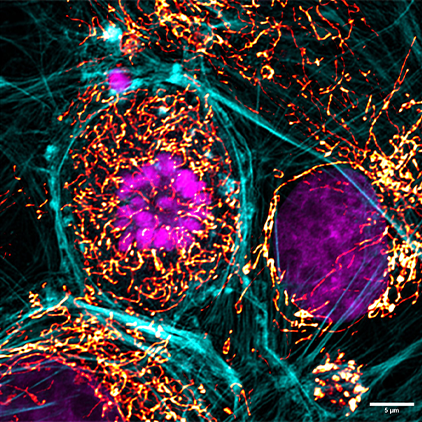 Imagem de microscopia 2