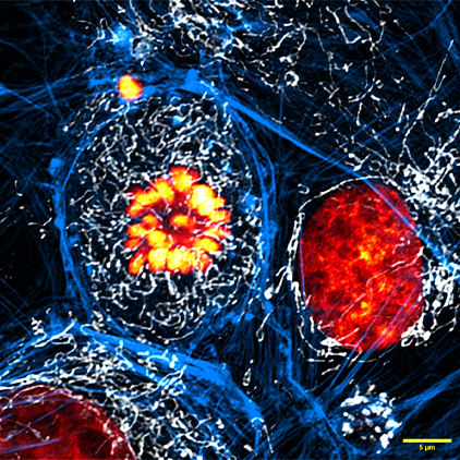 Imagem de microscopia 3