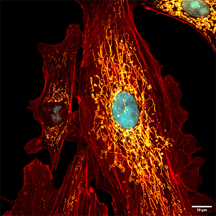 Imagem de microscopia 4
