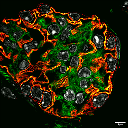 Imagem de microscopia 5